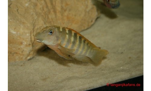 Eretmodus Bulu Point